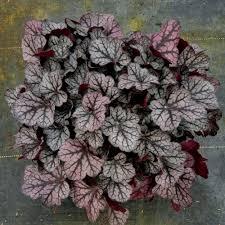 Heuchera X Spice Curls