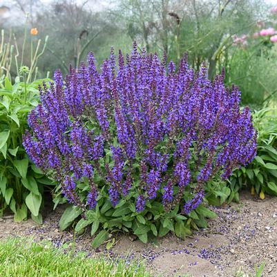 Salvia nemorosa Violet Profusion