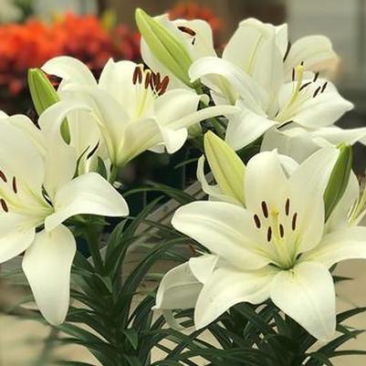 Lilium longiflorum x asiatica Summer Snow®