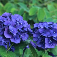 H.-macrophylla-Purple-Passion