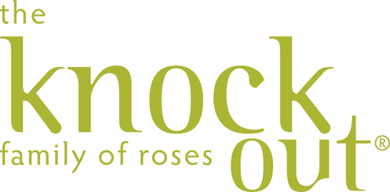 Knock Out® Roses