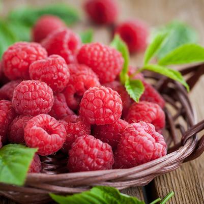 Fruit