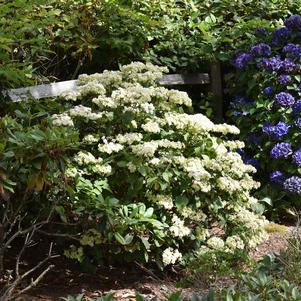 Shrub