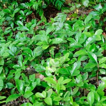 Groundcover 9cm