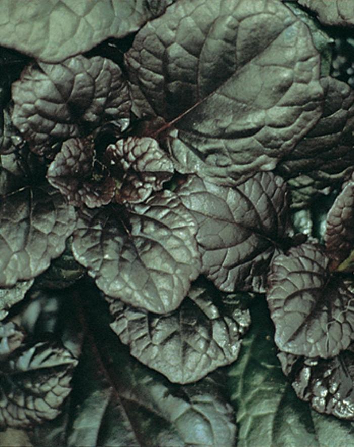 Ajuga reptans Catlin's Giant