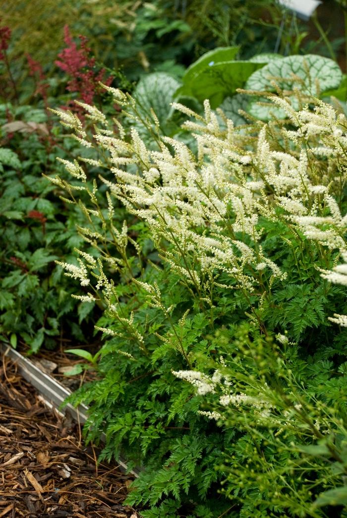 Aruncus aethusifolius 