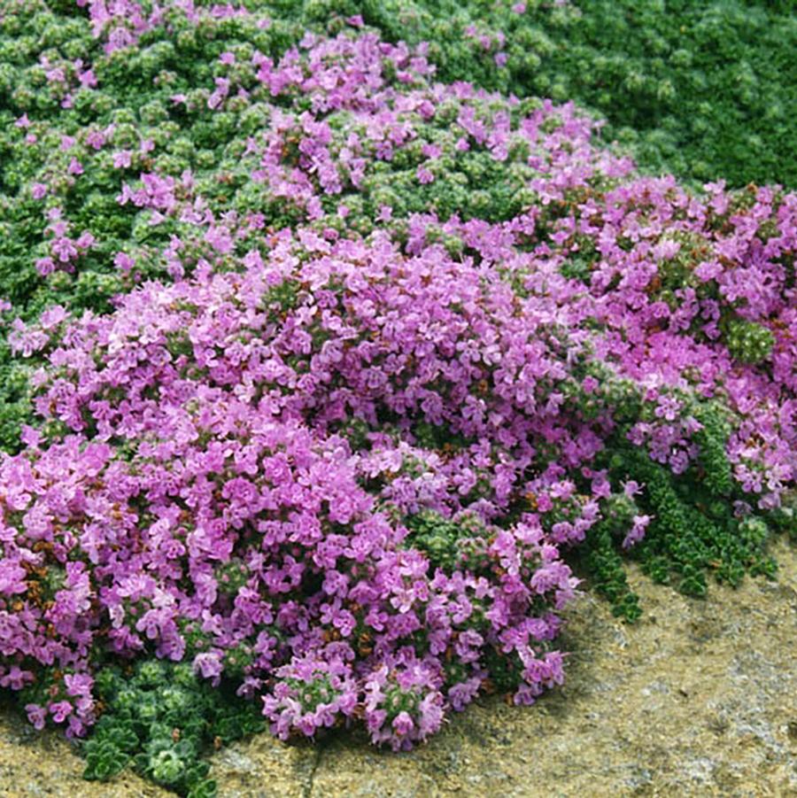 Thymus pseudolanuginosus 