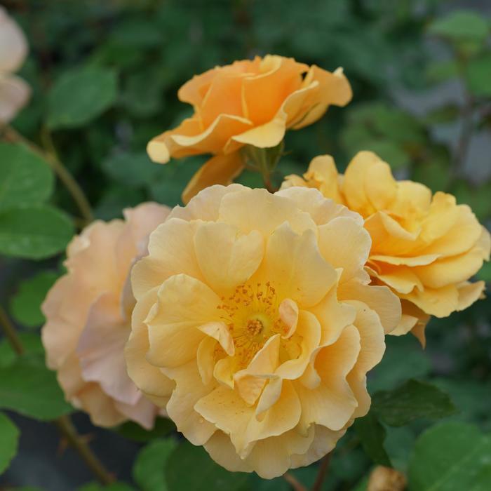 Rosa Rise Up® Amberness®