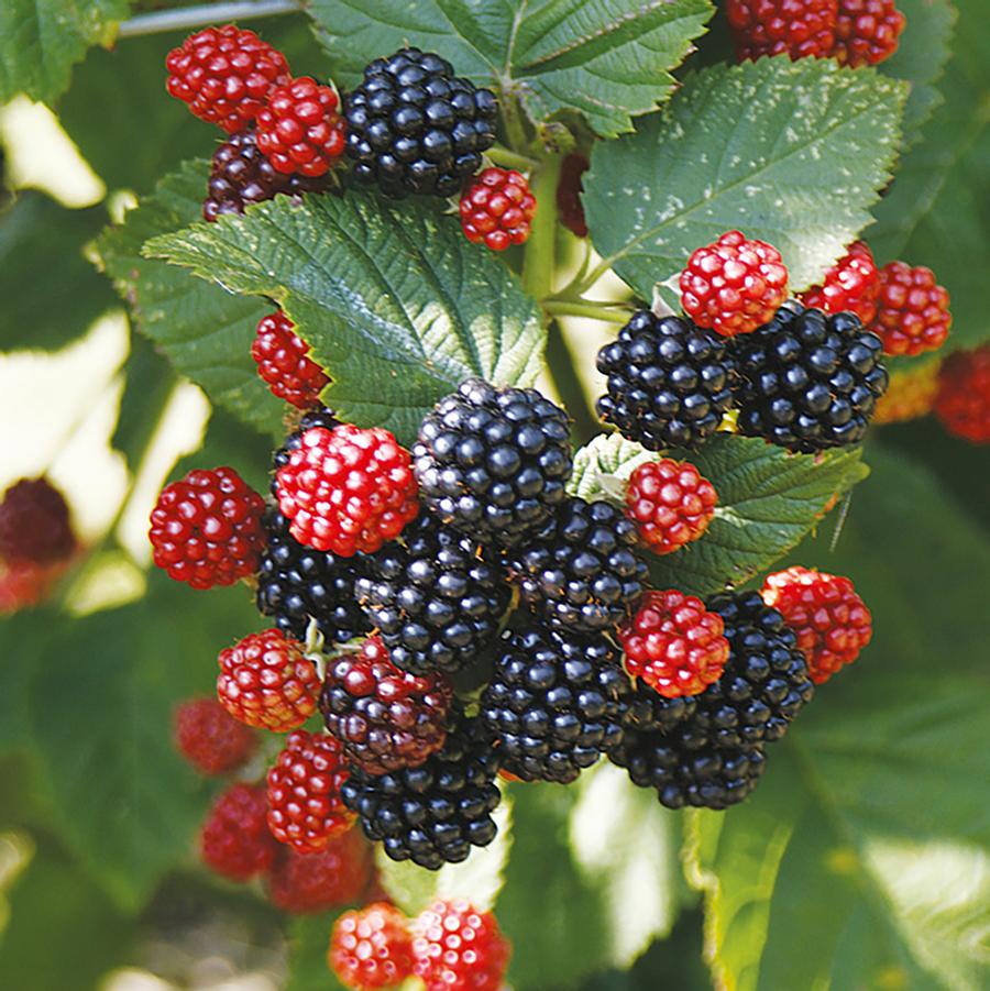 Rubus Bushel and Berry® Baby Cakes® 