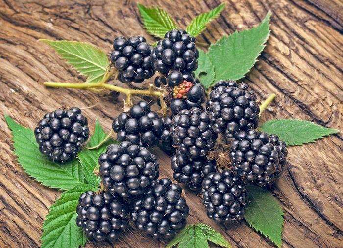 Rubus fruiticosus Navaho