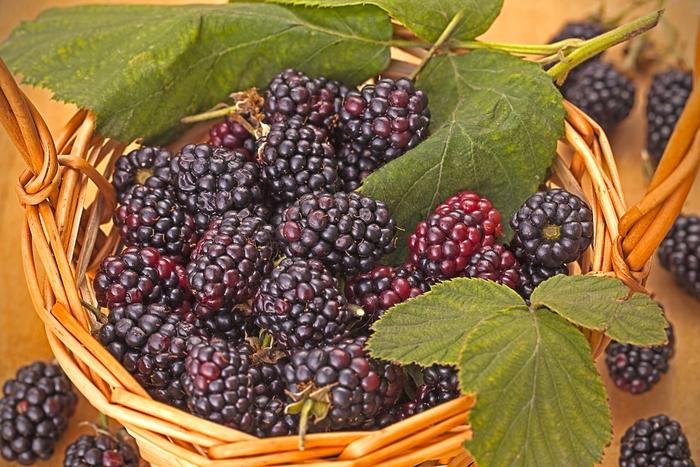 Rubus fruiticosus Triple Crown