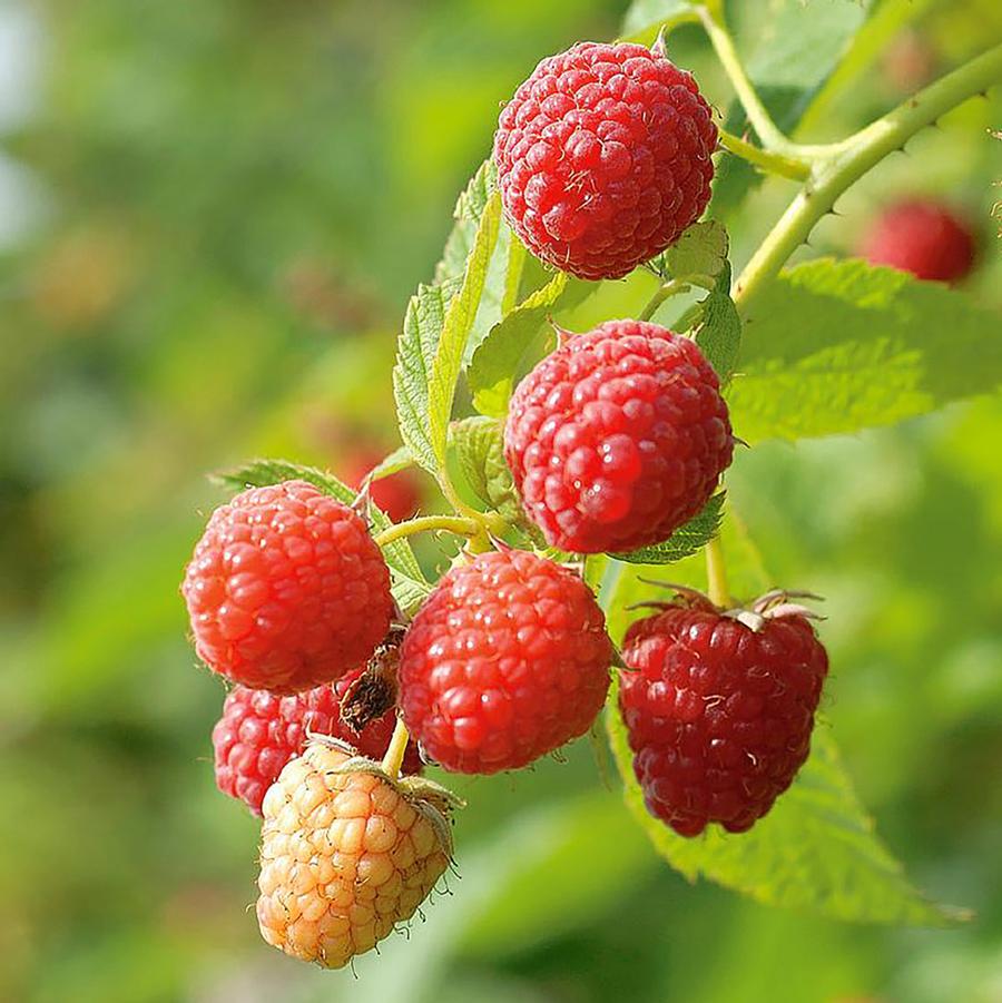 Rubus idaeus Latham