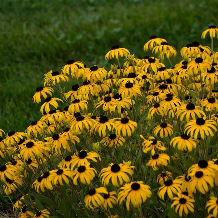 Rudbeckia American Gold Rush