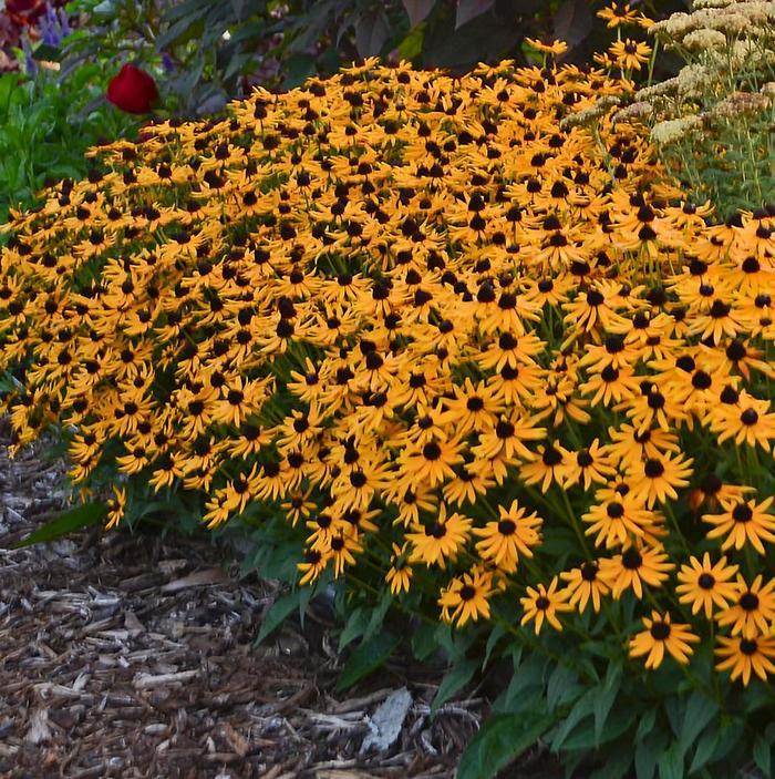 Rudbeckia fulgida var. sullivantii Little Goldstar