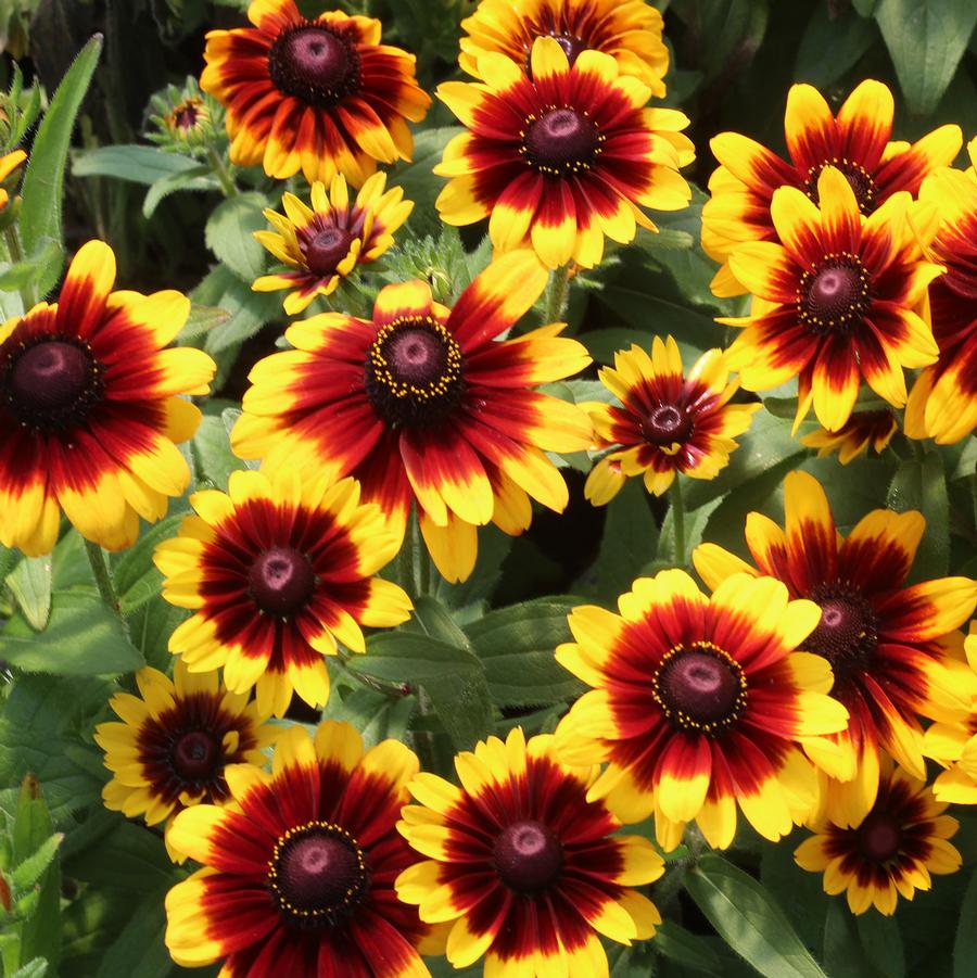 Rudbeckia hirta Toto® Toto Rustic