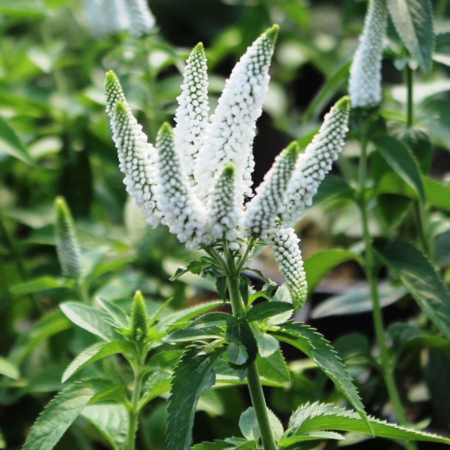 Veronica longifolia First Lady