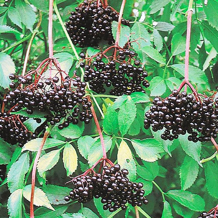 Sambucus canadensis John's