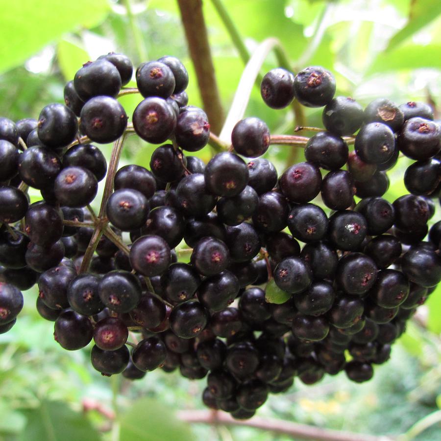 Sambucus canadensis York