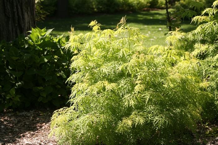 Sambucus racemosa Lemony Lace®