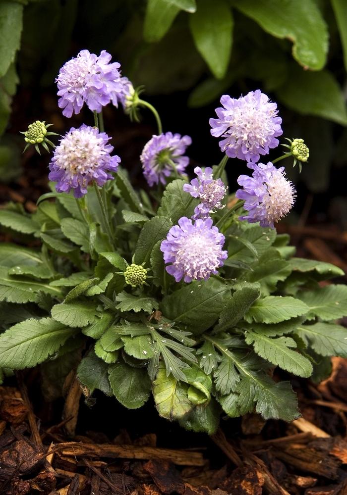 Scabiosa japonica Ritz Blue