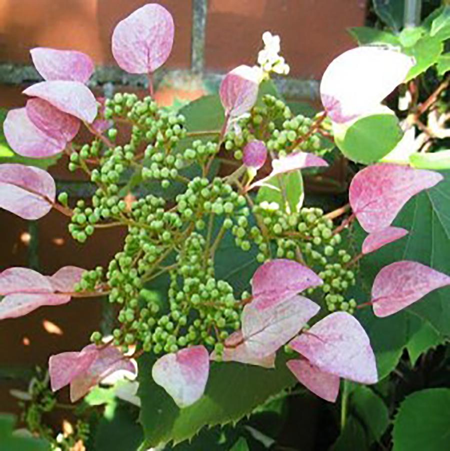 Schizophragma hydrangeoides Roseum