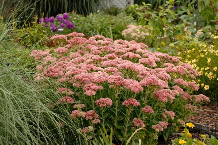 Sedum spectabile Autumn Fire