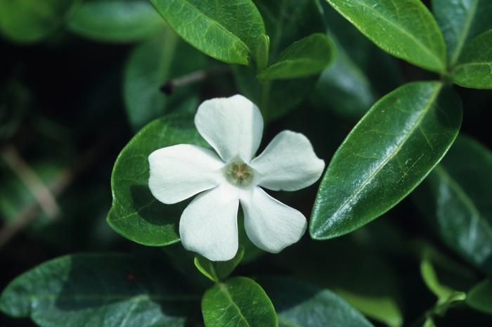 Vinca minor Alba