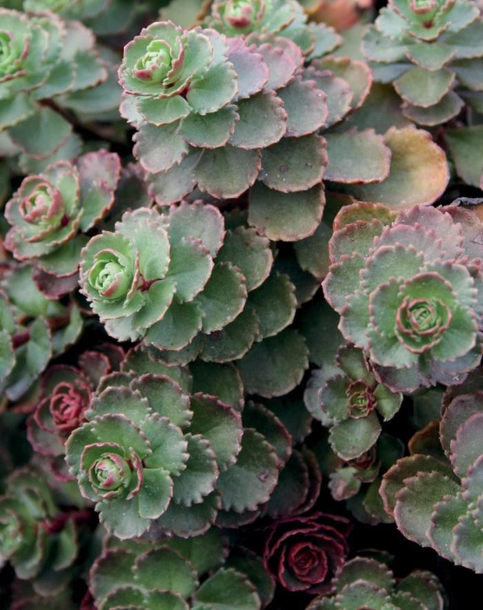 Sedum spurium Dragon's Blood