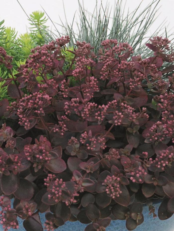 Sedum Sunsparkler® Cherry Tart