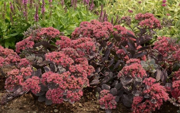 Sedum Sunsparkler® Dazzleberry