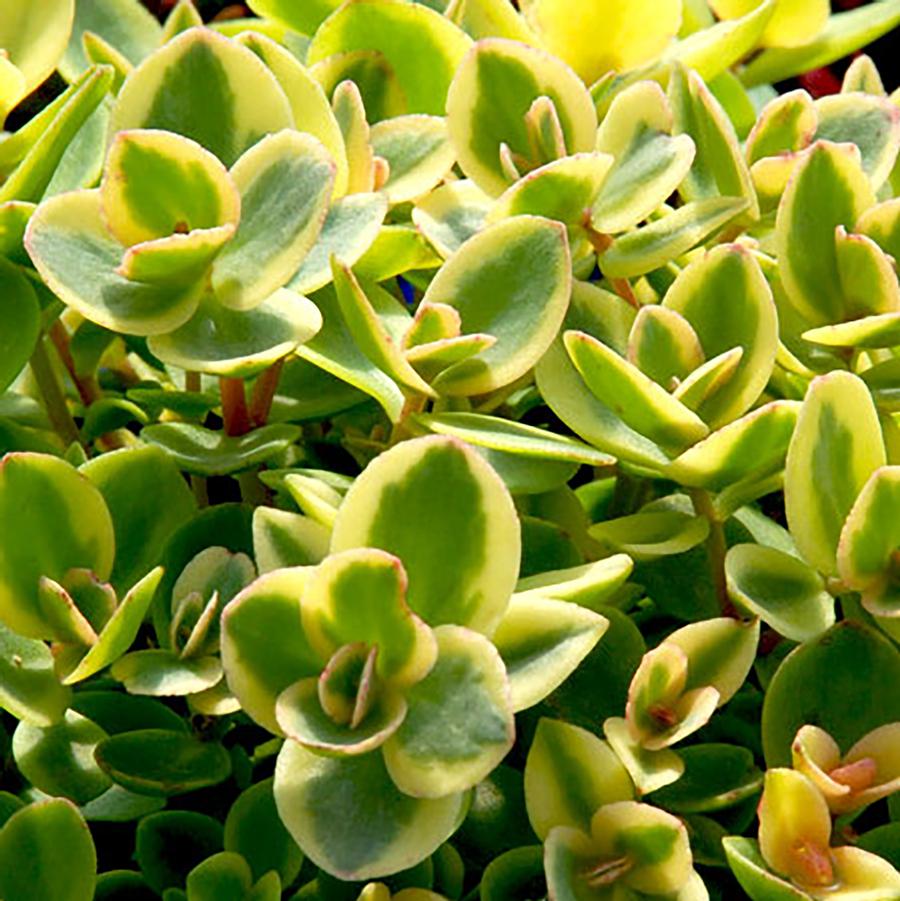 Sedum Sunsparkler® Lime Twister