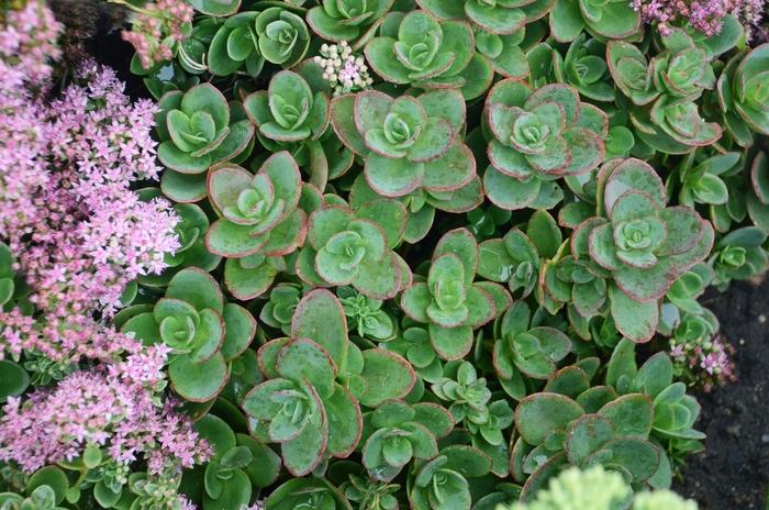 Sedum Sunsparkler® Lime Zinger