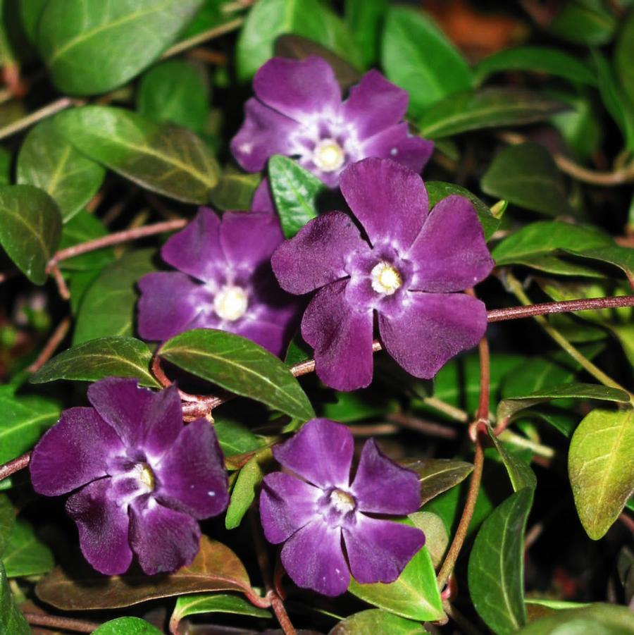 Vinca minor Atropurpurea