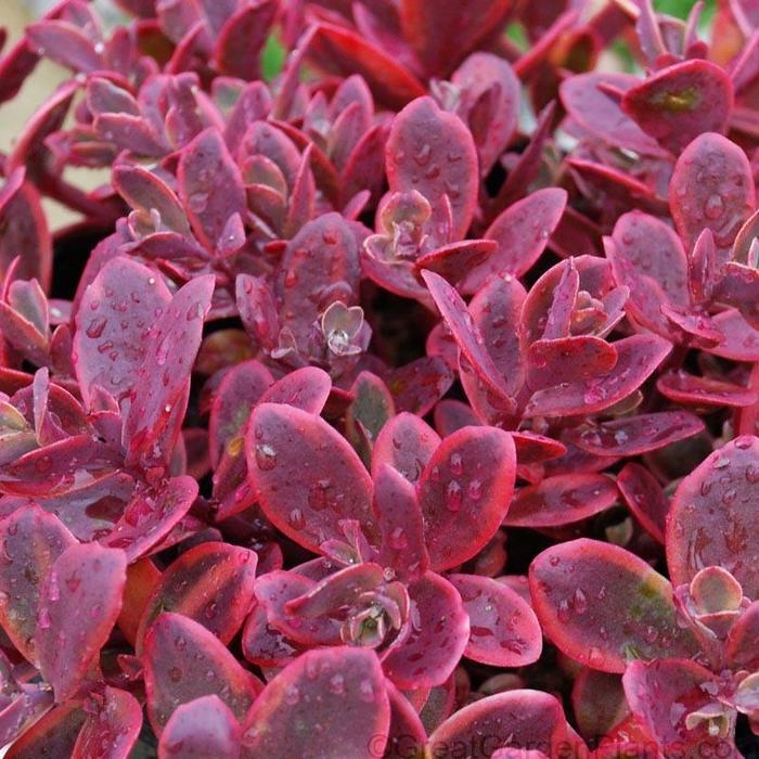 Sedum Sunsparkler® Wildfire