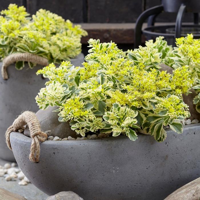 Sedum takesimense Atlantis®