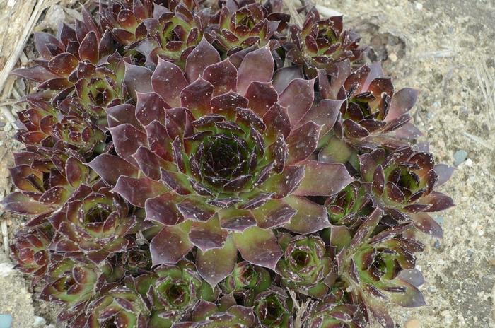 Sempervivum Black