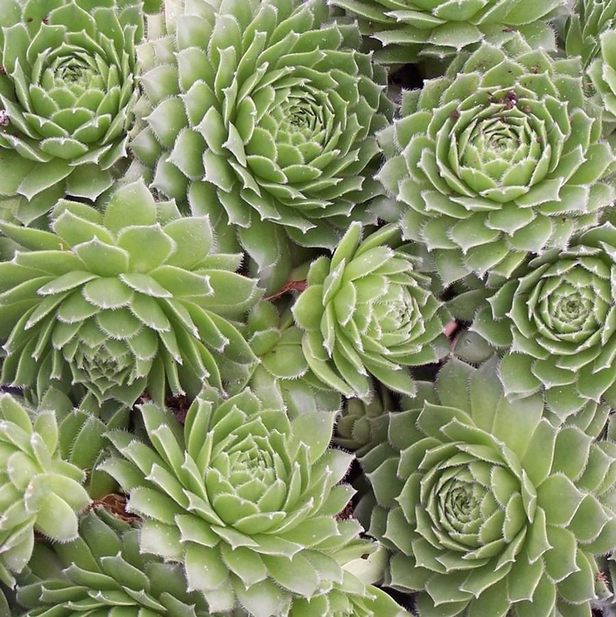 Sempervivum Green Wheel