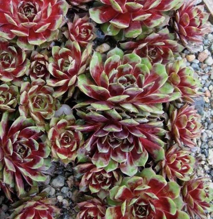 Sempervivum Kalinda