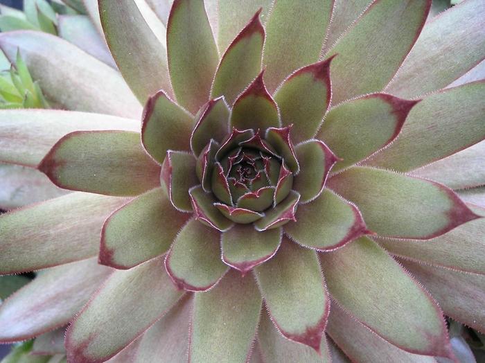 Sempervivum Red Beauty