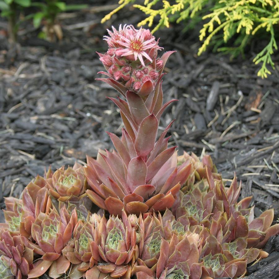 Sempervivum Red Rubin