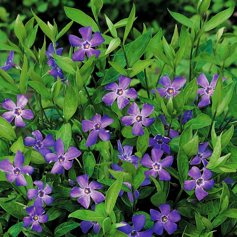 Vinca minor Bowles