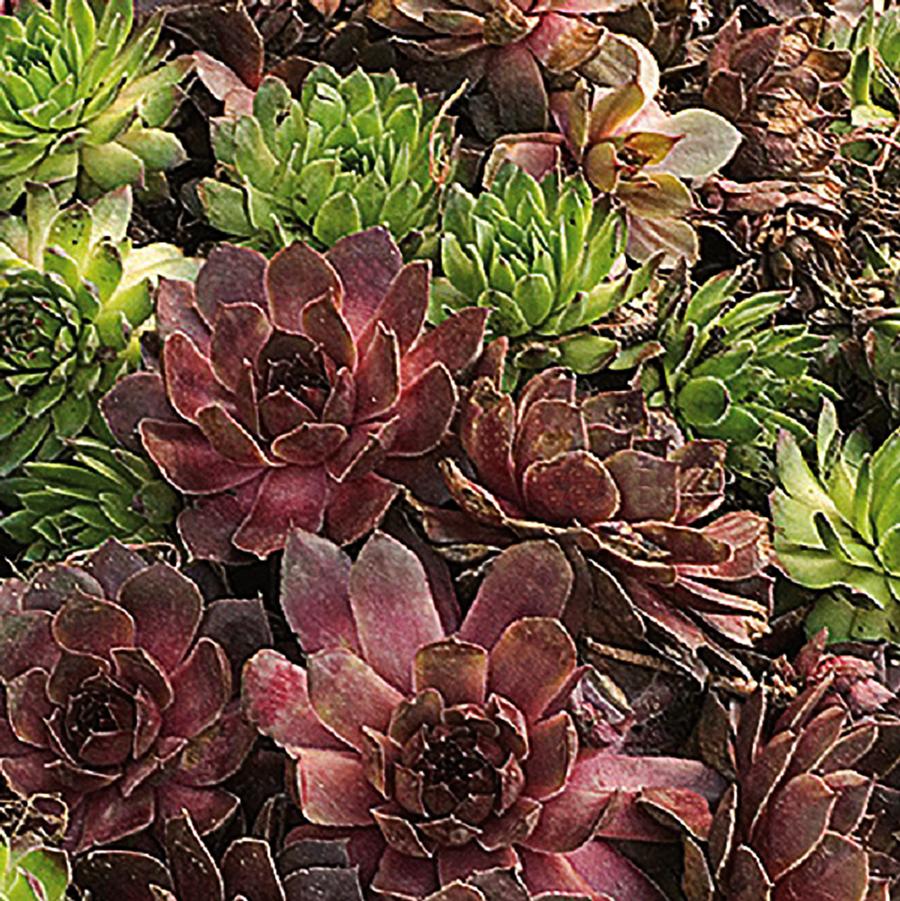 Sempervivum Royal Ruby