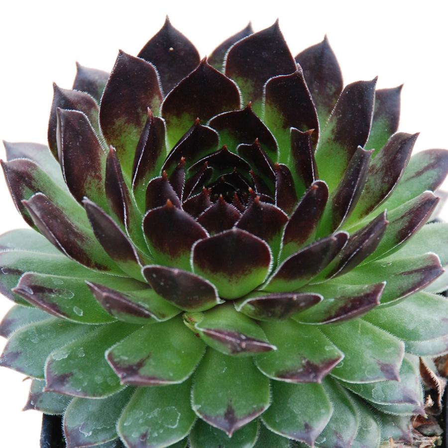 Sempervivum Chick Charms® Appletini™