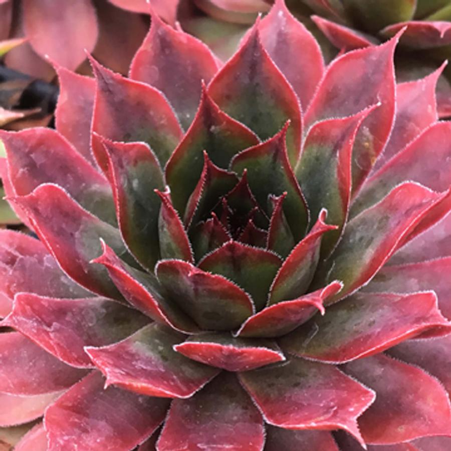 Sempervivum Chick Charms® Autumn Apple™