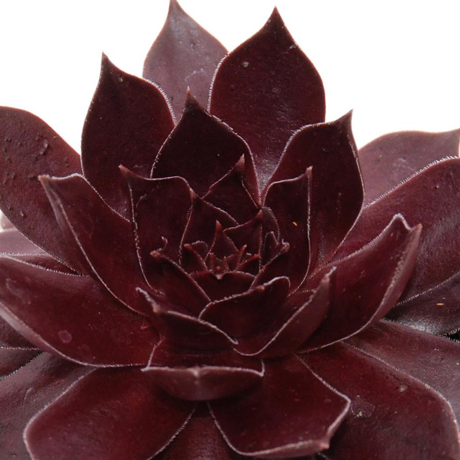 Sempervivum Chick Charms® Chocolate Kiss™