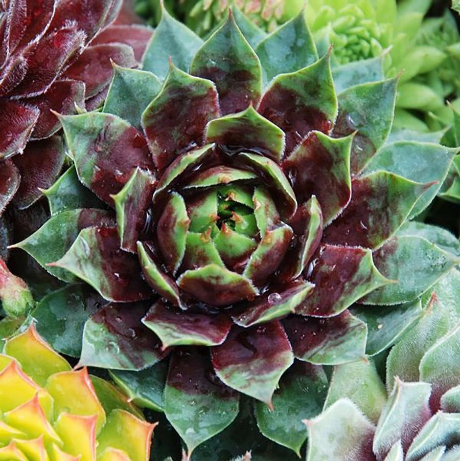 Sempervivum Chick Charms® Cranberry Cocktail™