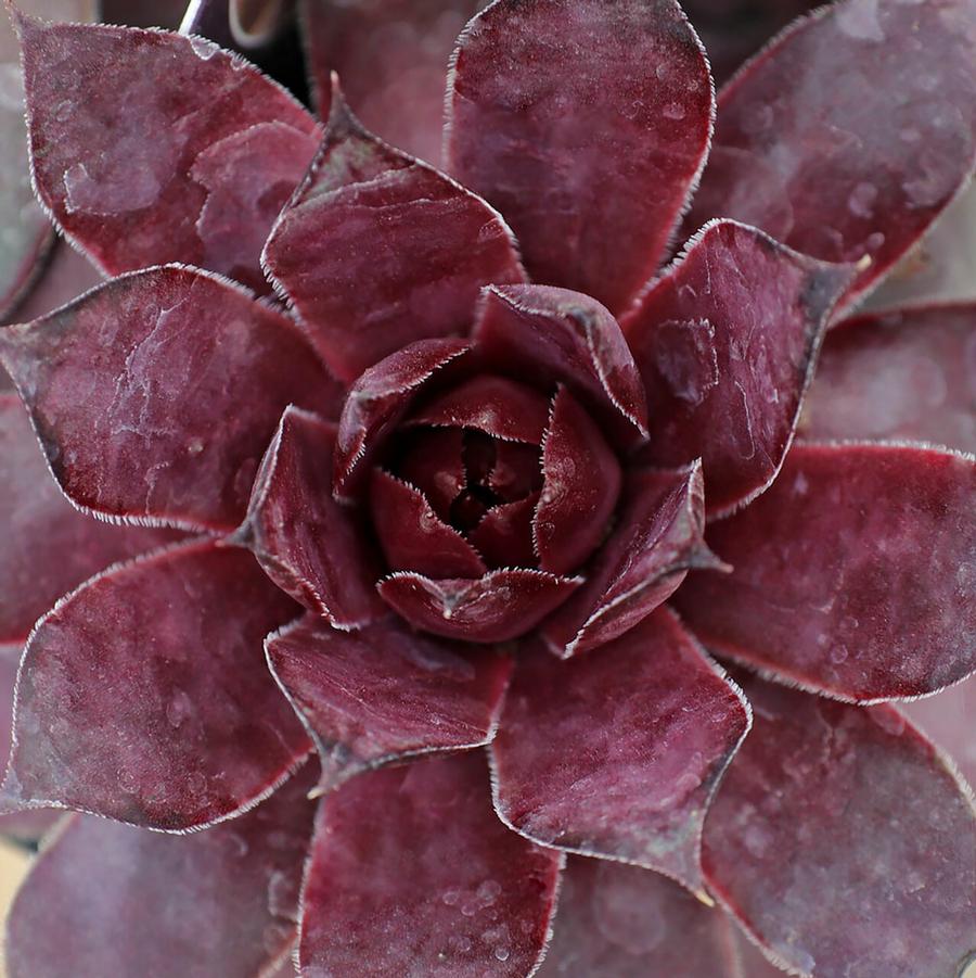 Sempervivum Chick Charms® Grape Galaxy™