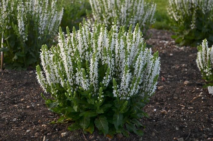 Salvia nemorosa Bumblesnow