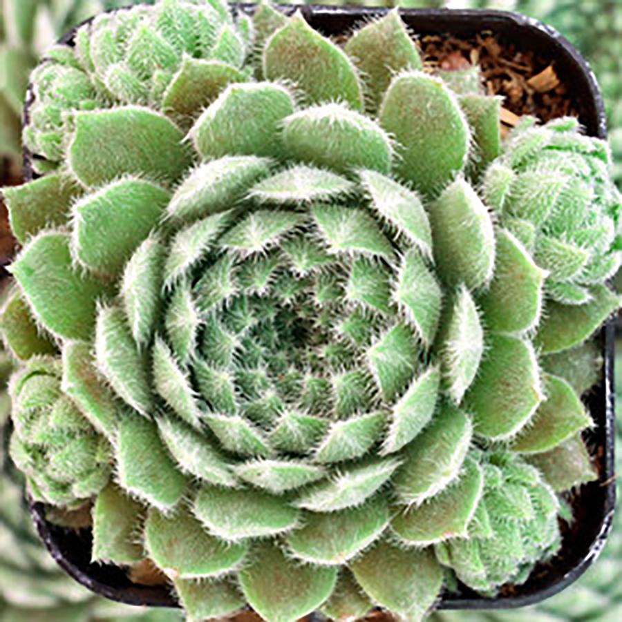 Sempervivum Chick Charms® Powdered Pastry™