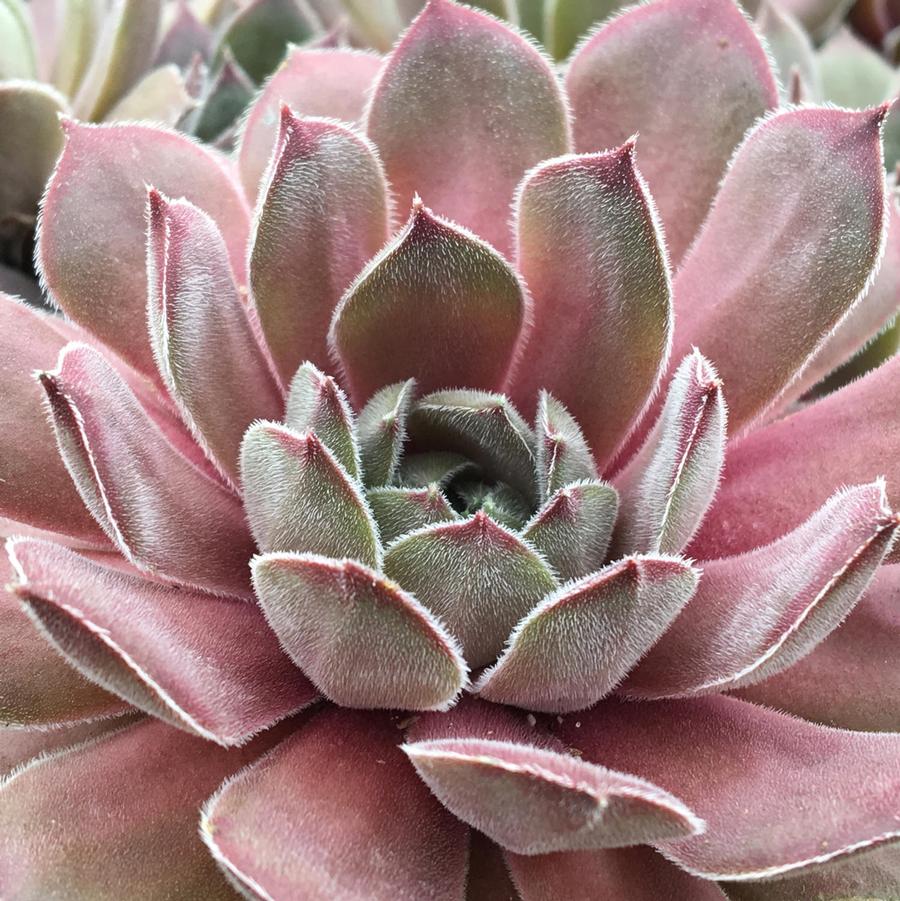 Sempervivum Chick Charms® Silver Suede™